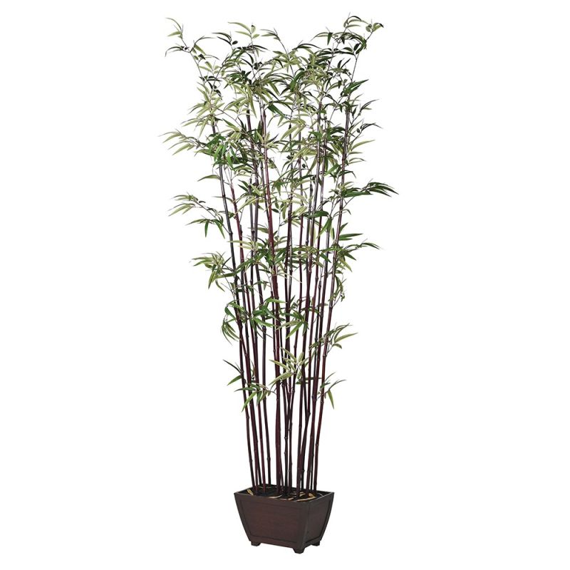 Jacob Bamboo Tree